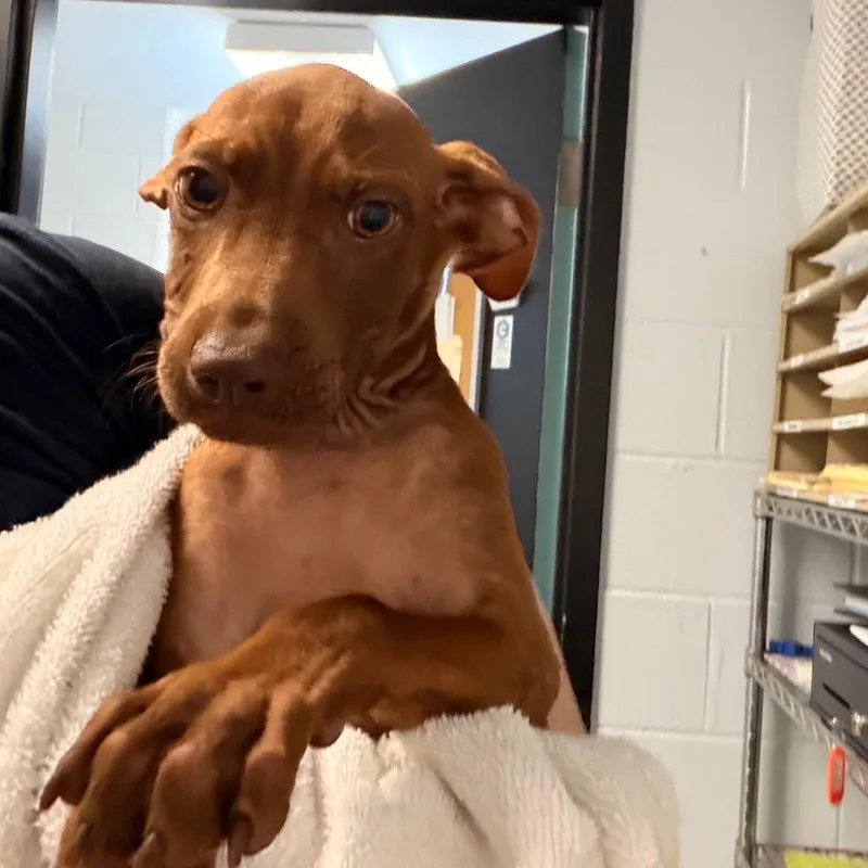 A baby small-sized male Brown / Chocolate Pit Bull Terrier dog named Bo for adoption in Indianapolis, IN