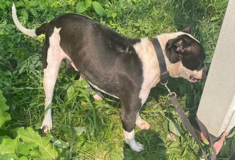 An adult medium-sized male Black Mixed Breed dog named Ted Lasso for adoption in Cincinnati, OH
