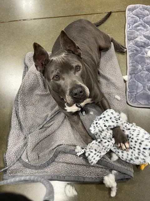 A senior large-sized male Gray / Blue / Silver Pit Bull Terrier dog named Archie for adoption in Bishop, GA