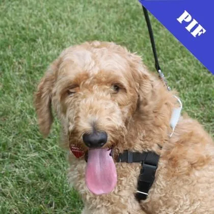 An adult medium-sized male Standard Poodle dog named Dougie for adoption in Elk Grove Village, IL