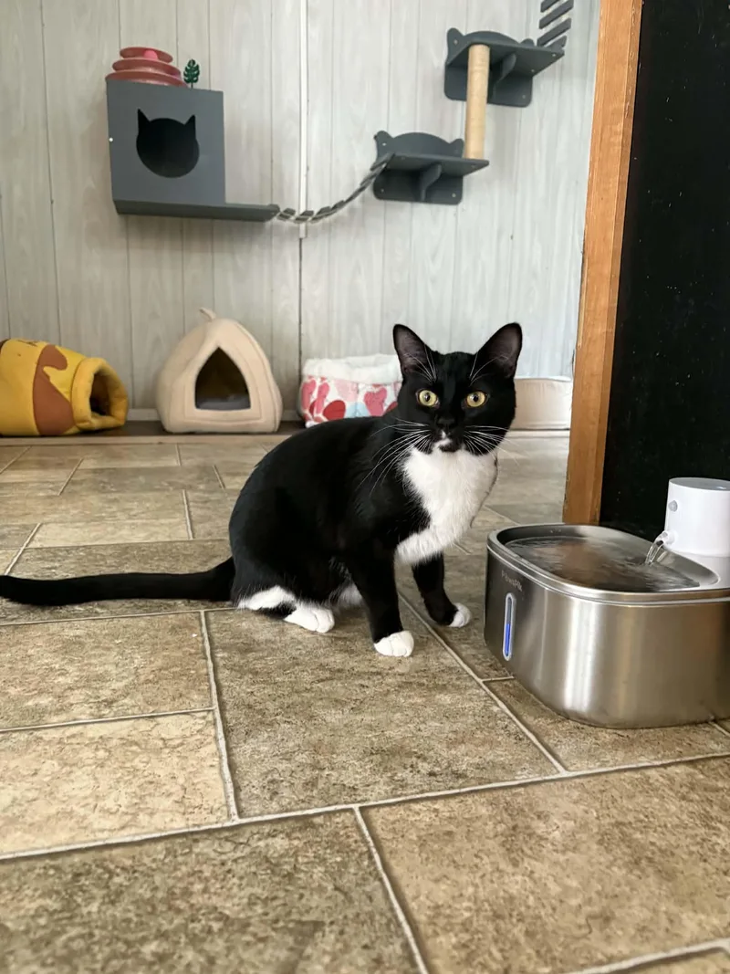 Limerick thumbnail 2