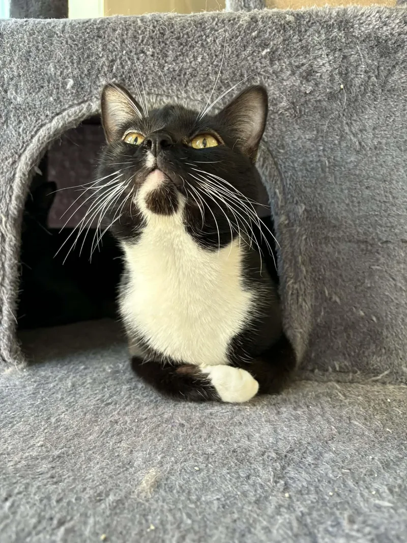 Limerick thumbnail 3