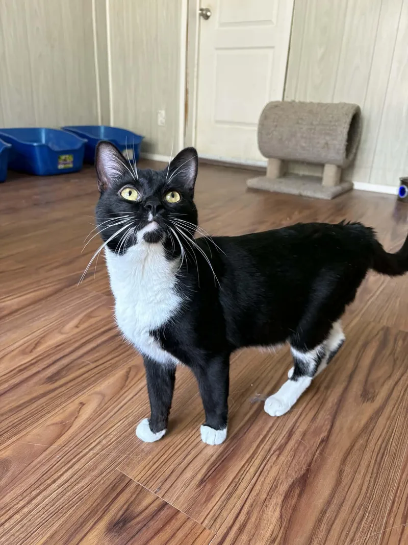 Limerick thumbnail 4