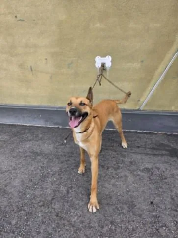 A young large-sized male Mixed Breed dog named Kona for adoption in Los Angeles, CA