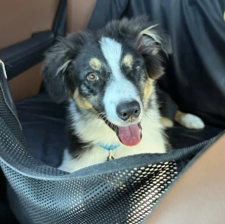 A baby medium-sized male Tricolor (Brown, Black, & White) Australian Shepherd dog named TBear for adoption in Naperville, IL