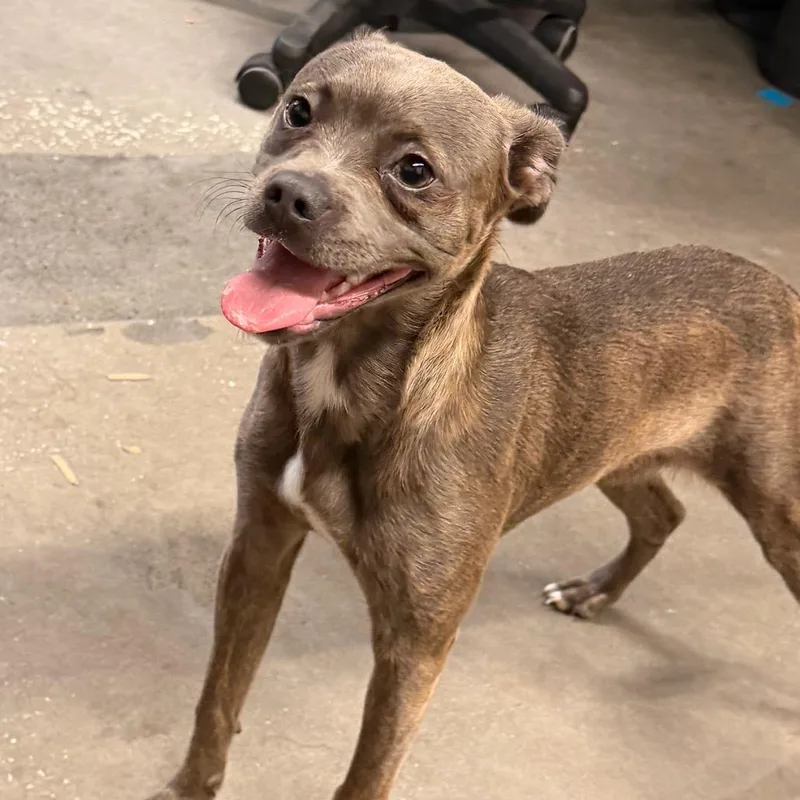 A young small-sized female Brindle Pug dog named Shenzi for adoption in Tampa, FL