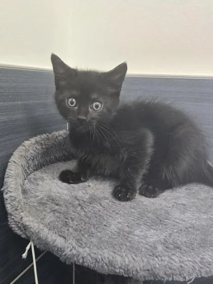 A baby small-sized male Domestic Short Hair cat named Stan for adoption in Daphne, AL