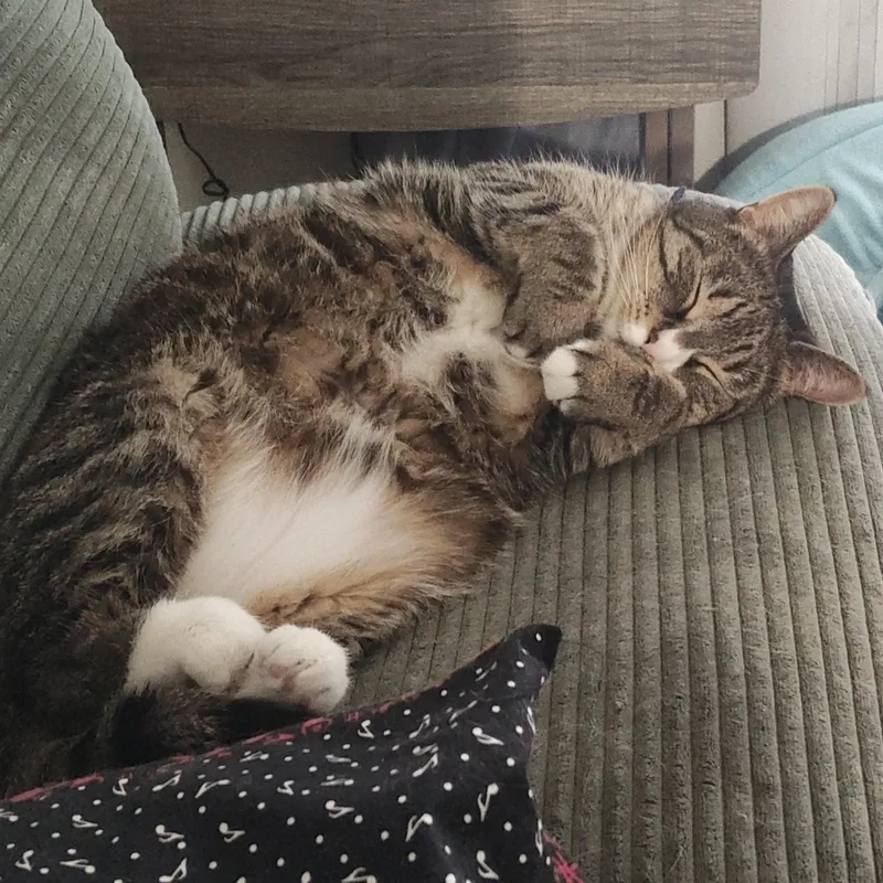 An adult large-sized male Tabby (Brown / Chocolate) Domestic Short Hair cat named Mr. Spice Courtesy Listed for adoption in Midland, MI