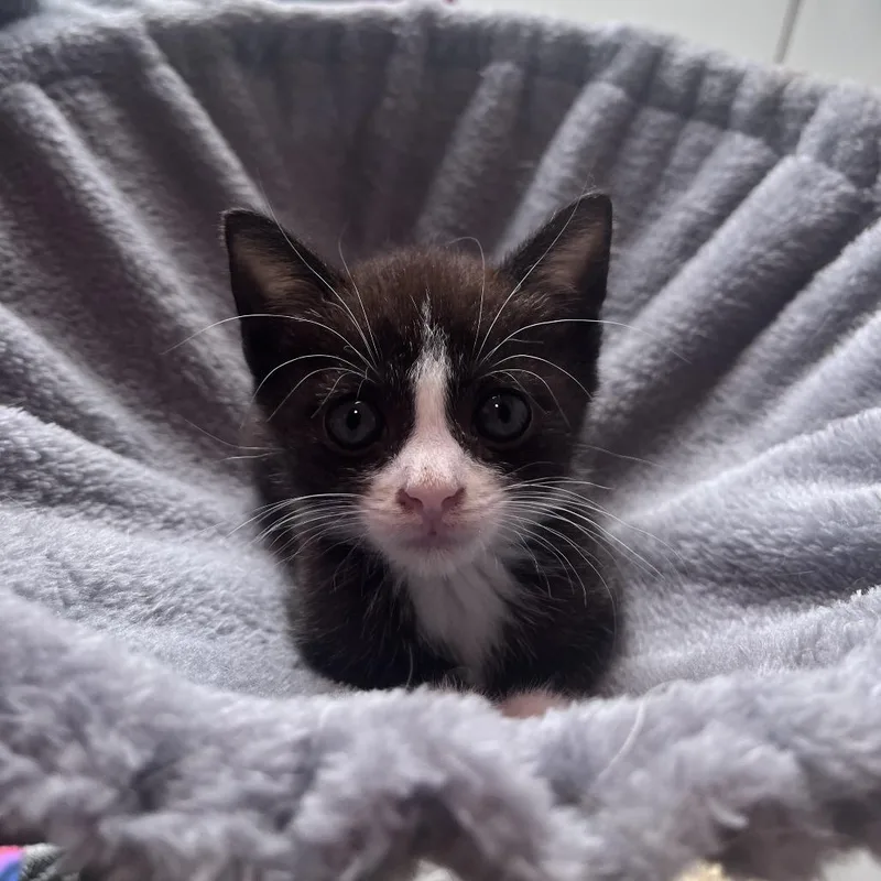 A baby small-sized male Black Domestic Short Hair cat named Mustang for adoption in Baltimore, MD