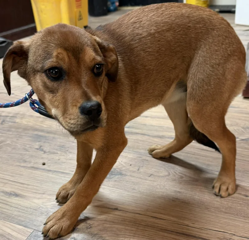 A young medium-sized female Mixed Breed dog named Moxie for adoption in Baxter, KY
