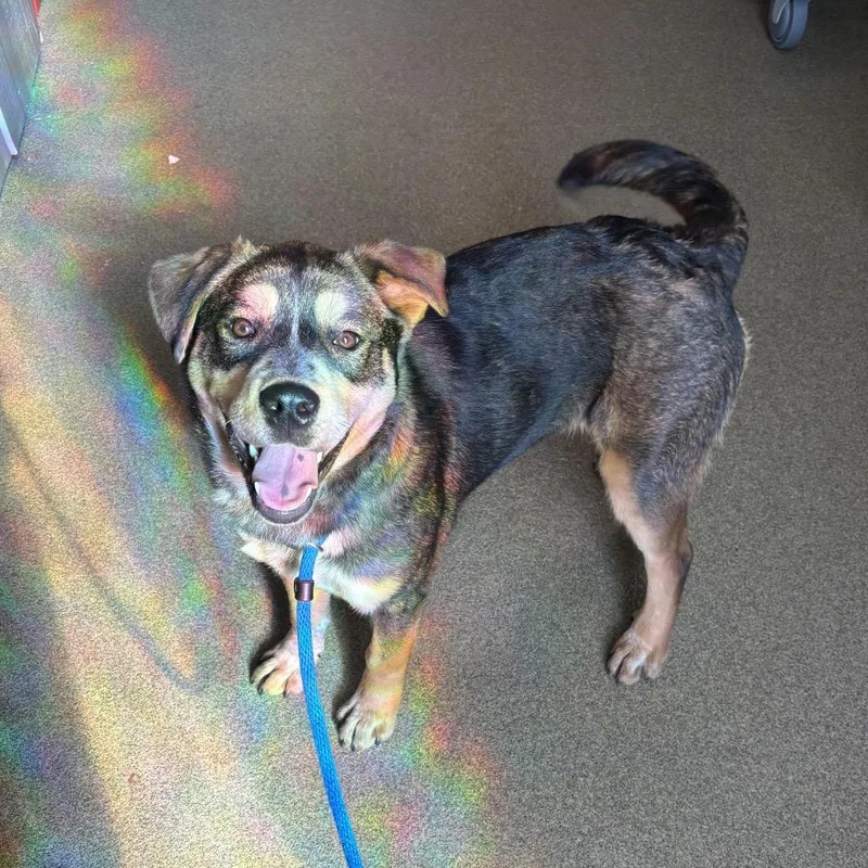 A young medium-sized female Black German Shepherd Dog dog named Amelia for adoption in Council Bluffs, IA