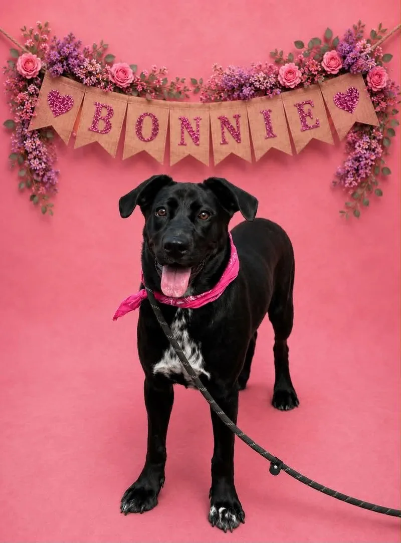 A young medium-sized female Labrador Retriever dog named Bonnie for adoption in Shillington, PA