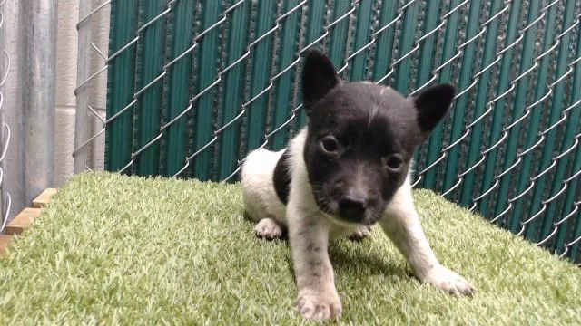 A baby medium-sized male German Shepherd Dog dog named Coco for adoption in Downey, CA