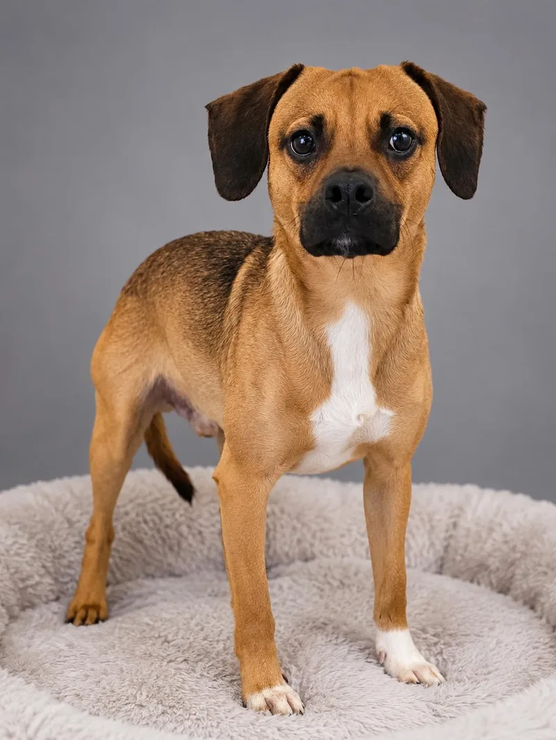 An adult small-sized male Yellow / Tan / Blond / Fawn Terrier dog named Hades for adoption in Wooster, OH