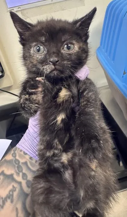 A baby small-sized female Domestic Short Hair cat named Gold for adoption in West Chester, PA