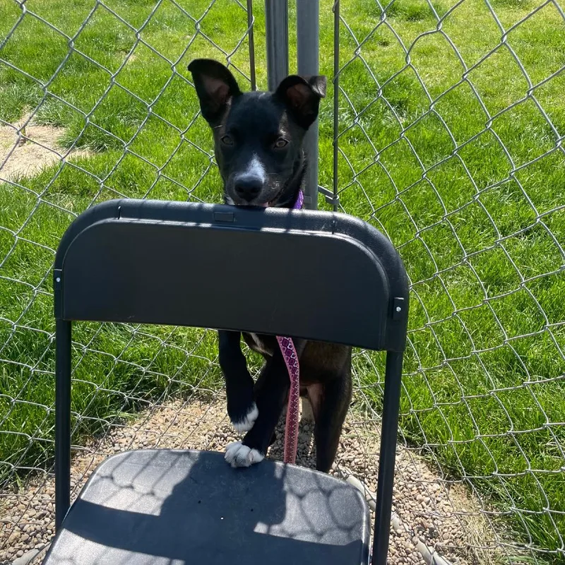 A baby medium-sized female Black Border Collie dog named Kiki for adoption in Columbia Station, OH