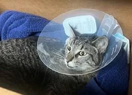 A young large-sized female Domestic Short Hair cat named Percy for adoption in Los Angeles, CA