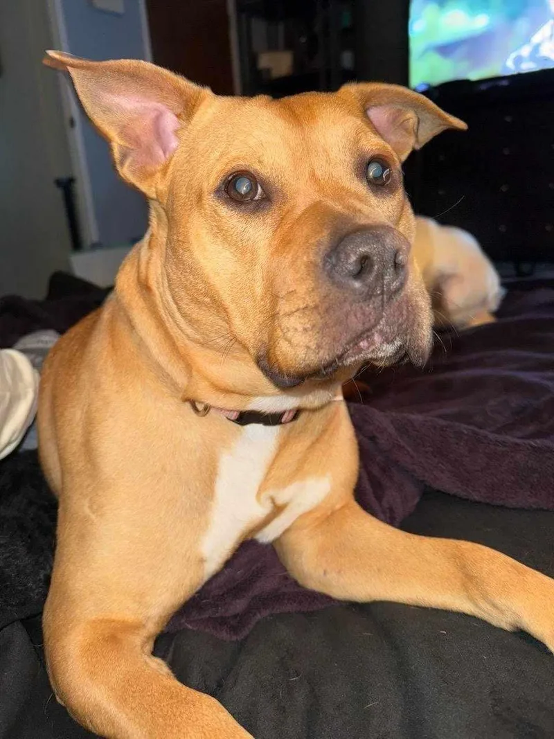A young medium-sized female Chow Chow dog named Jynx for adoption in Zuni, VA