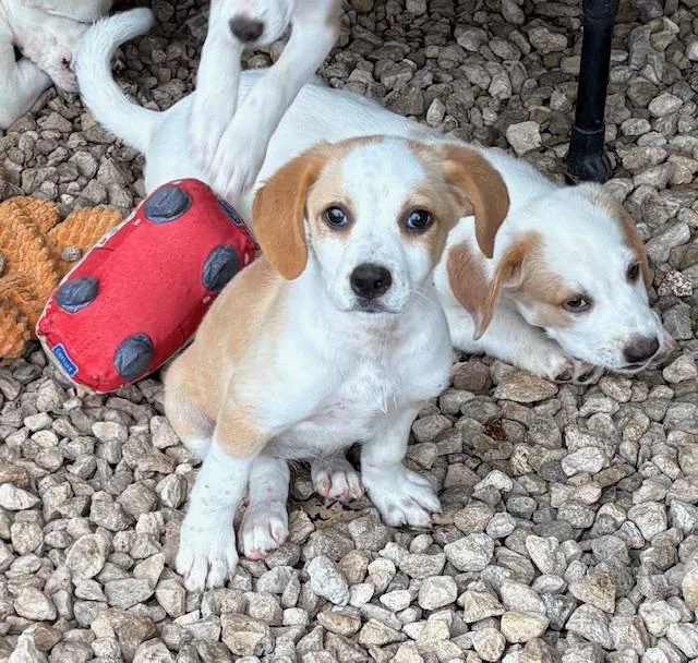 A baby medium-sized female White / Cream Labrador Retriever dog named Pups for adoption in Cairo, GA