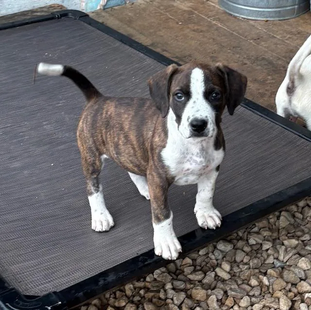 Pups thumbnail 5