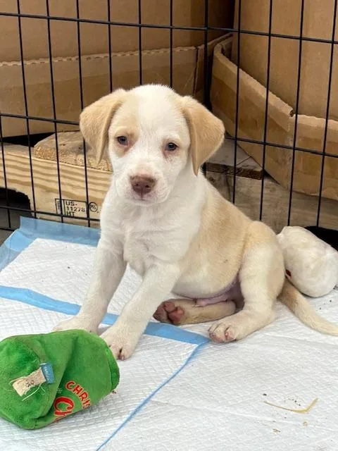 Pups thumbnail 6