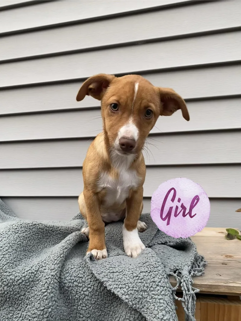 A baby small-sized female Jack Russell Terrier dog named Jill and Jack for adoption in Armada, MI