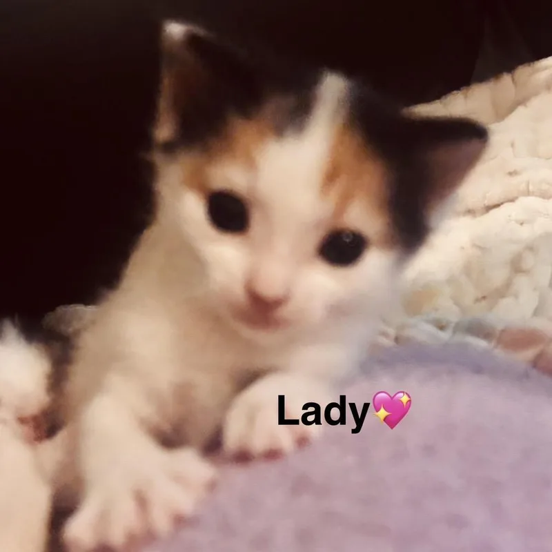 A baby small-sized female Calico Domestic Short Hair cat named Lady for adoption in Peachtree City, GA