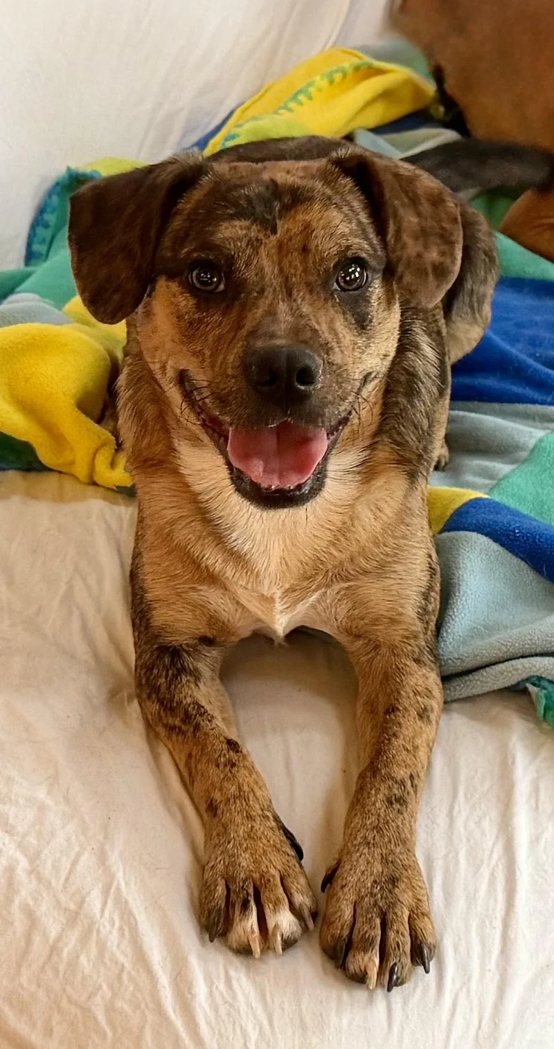 A young medium-sized male Staffordshire Bull Terrier dog named Elliot for adoption in MORAVIAN FALLS, NC