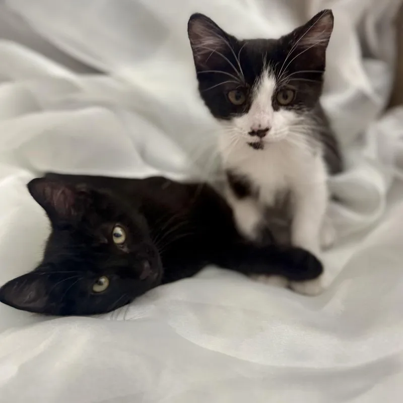 A baby small-sized male Black Domestic Short Hair cat named Diamond for adoption in Tustin, CA