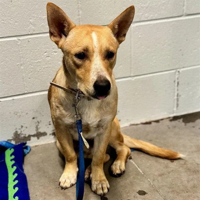 An adult medium-sized male Carolina Dog dog named Woodrow for adoption in Tavares, FL