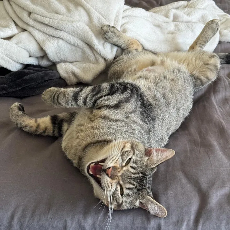 An adult medium-sized male Tabby (Brown / Chocolate) Domestic Short Hair cat named Stitch for adoption in Evanston, IL