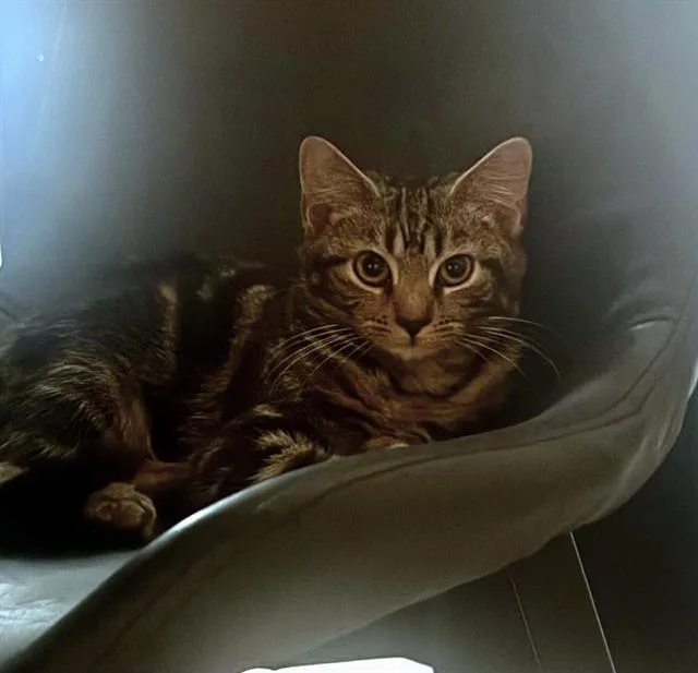 A baby small-sized male Domestic Short Hair cat named A for adoption in Charlotte, NC