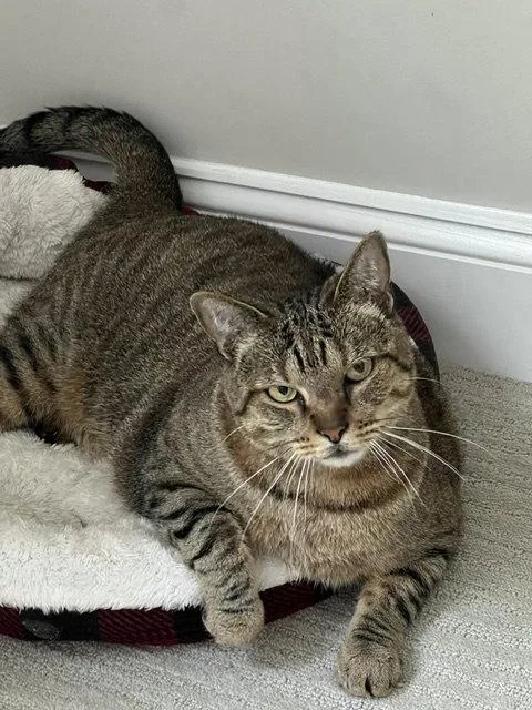 A senior medium-sized female Domestic Short Hair cat named Bailey for adoption in Reston, VA
