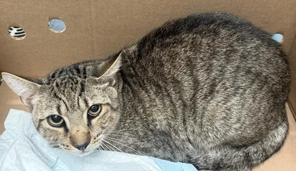 A young medium-sized male Domestic Short Hair cat named Alpha Tiger for adoption in Ridgewood, NY