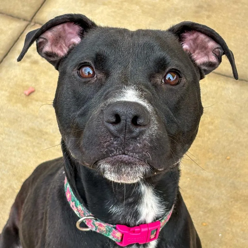 A young medium-sized female Black Pit Bull Terrier dog named Iris for adoption in Norman, OK
