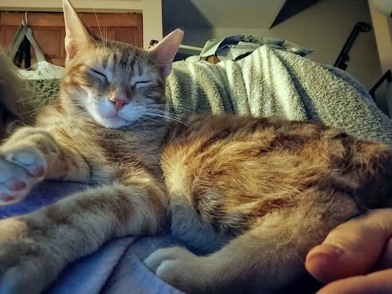 Spice  Bonded With thumbnail 3