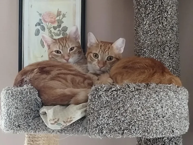 Spice  Bonded With thumbnail 4