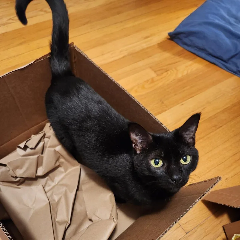 An adult medium-sized female Black Domestic Short Hair cat named Mint Julep for adoption in Evanston, IL