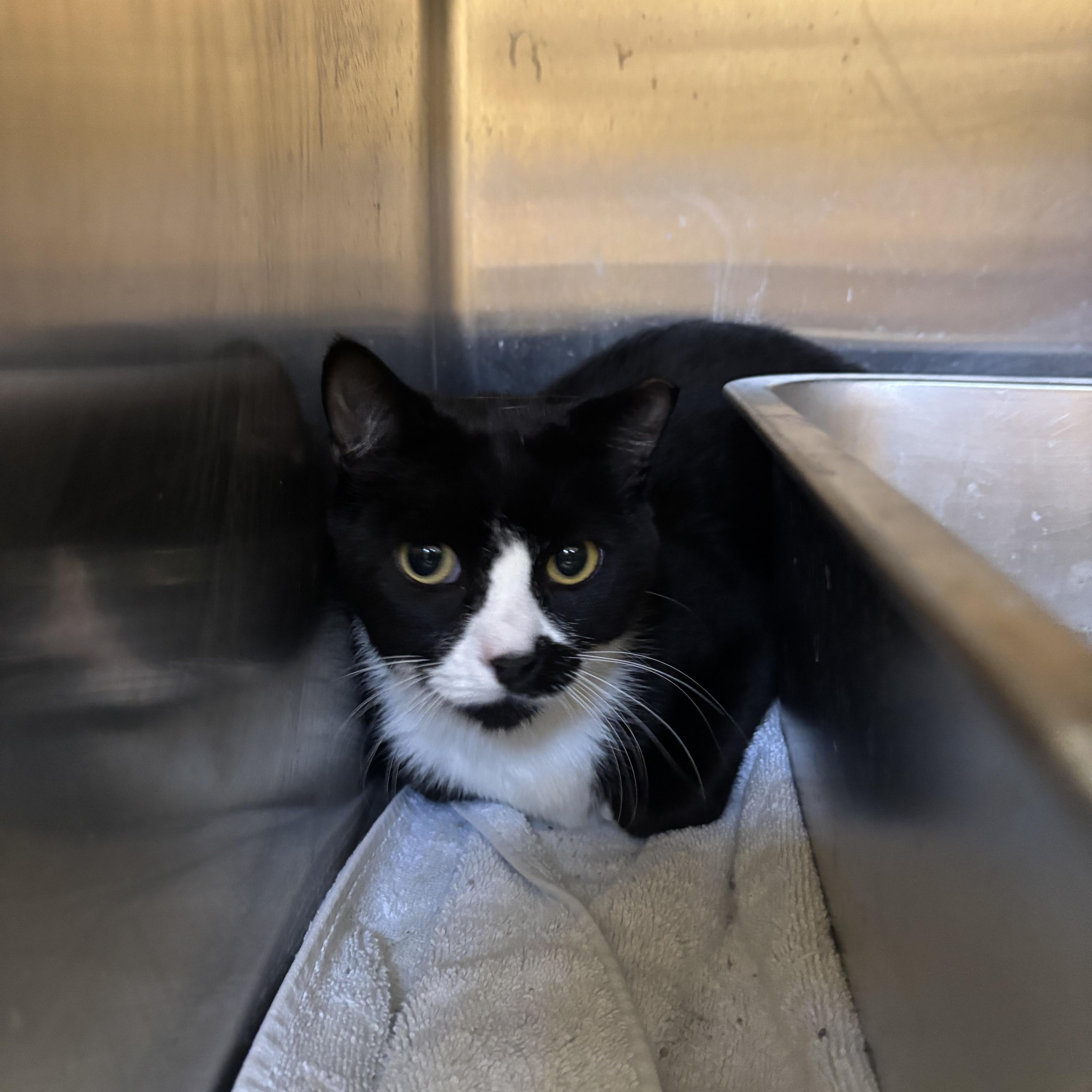 A young medium-sized male Domestic Short Hair cat named Twister for adoption in Washington, UT