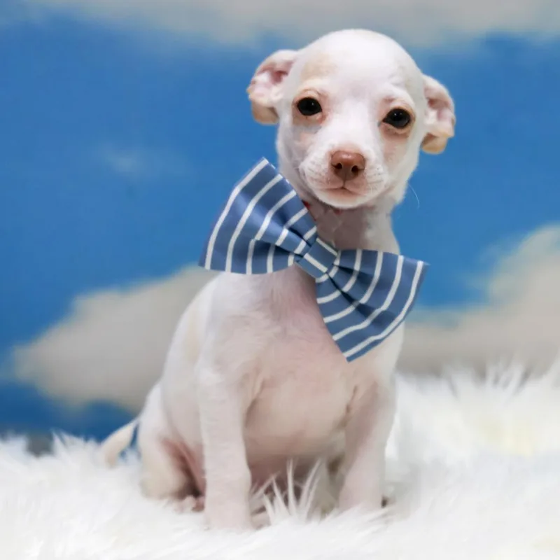 A baby small-sized male White / Cream Chihuahua dog named Higgins for adoption in Casa Grande, AZ