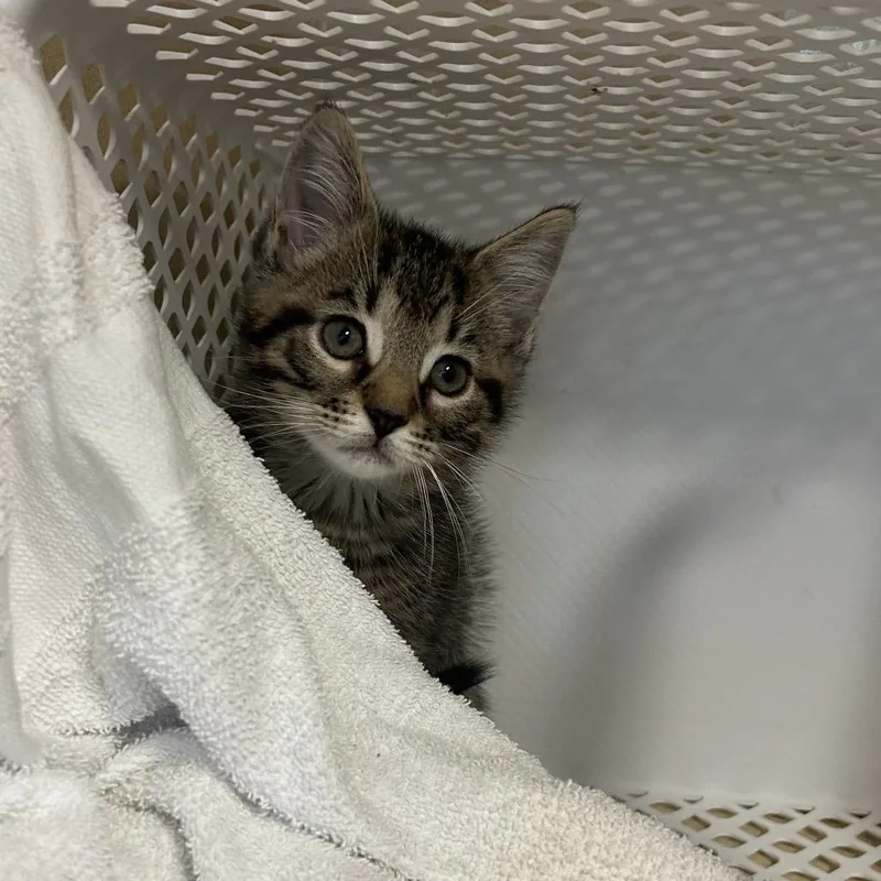 A baby small-sized male Brown / Chocolate Domestic Short Hair cat named Hamilton for adoption in Binghamton, NY