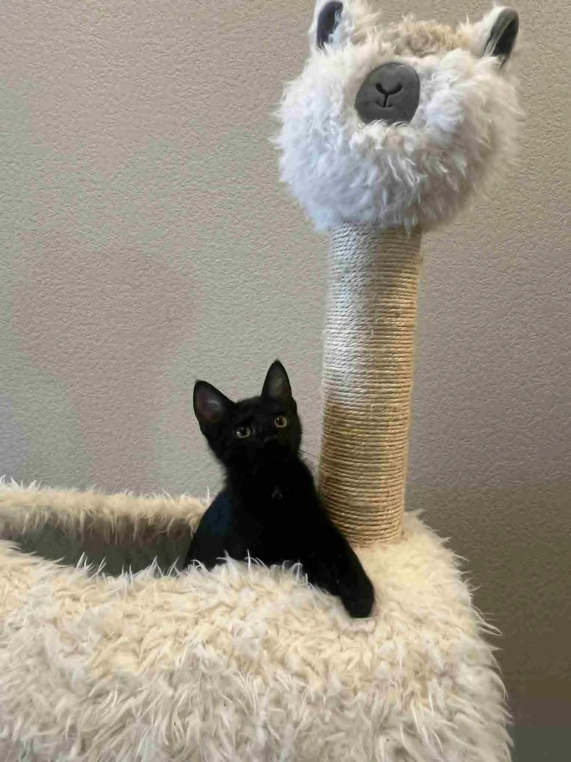 Blackberry thumbnail 2