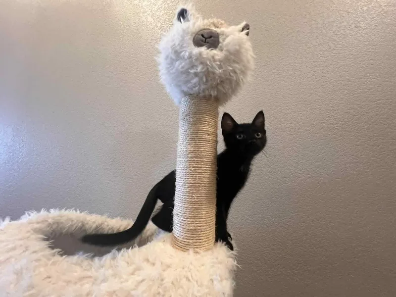 Blackberry thumbnail 4