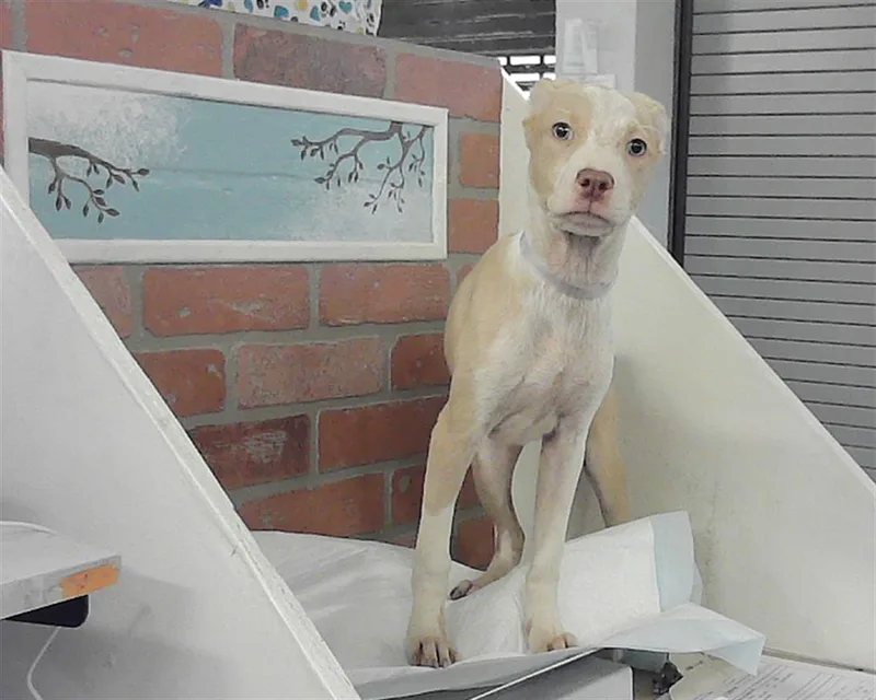 A baby small-sized female Tibetan Terrier dog named Blanky for adoption in Houston, TX