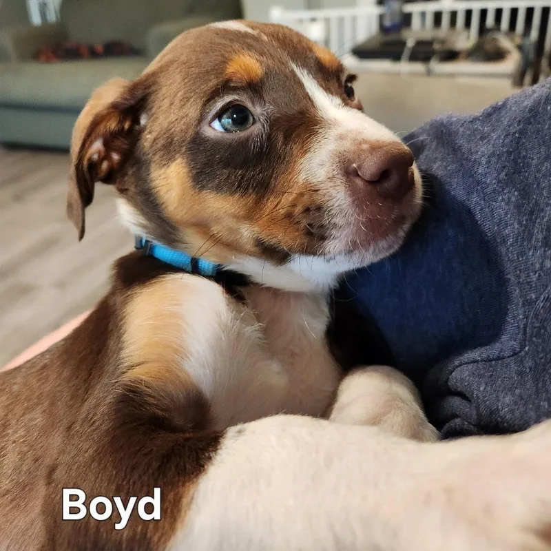 Boyd thumbnail 2