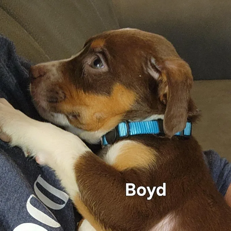 Boyd thumbnail 4