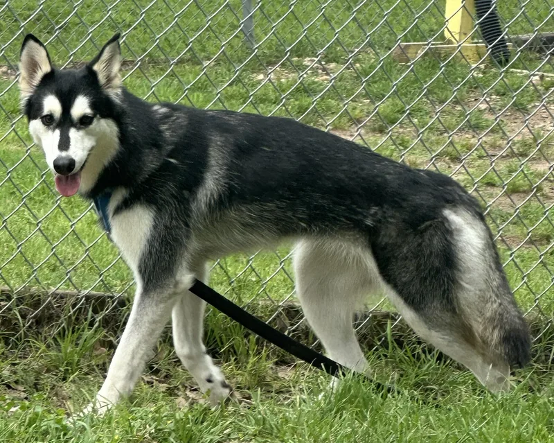 An adult medium-sized female Black Mixed Breed dog named Cookies 'n Cream for adoption in Georgetown, TX