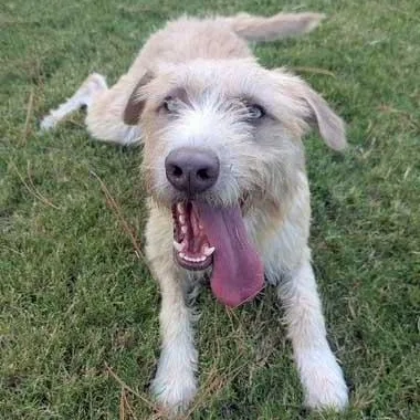 A young medium-sized female Yellow / Tan / Blond / Fawn Terrier dog named Lizzy for adoption in White Bear Lake, MN