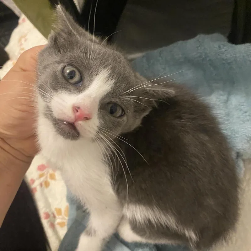 Oliver