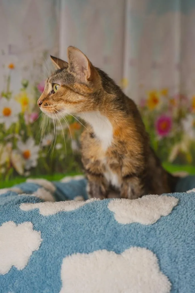 A young medium-sized female Domestic Short Hair cat named Cookie for adoption in Newberg, OR
